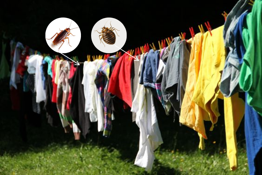 Insects Can Cause Damage When Clothes Are Dried Outside At Night. 