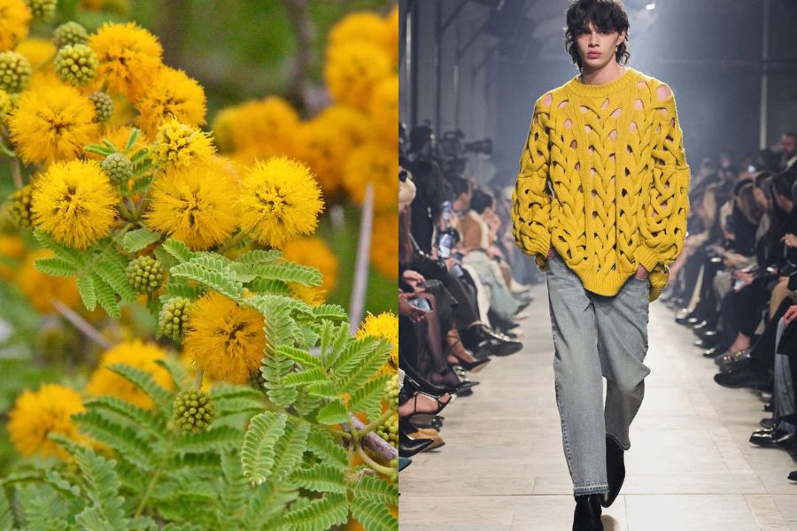 Vàng Acacia là một sắc độ đầy sức sống được lấy cảm hứng trực tiếp từ loài hoa Keo