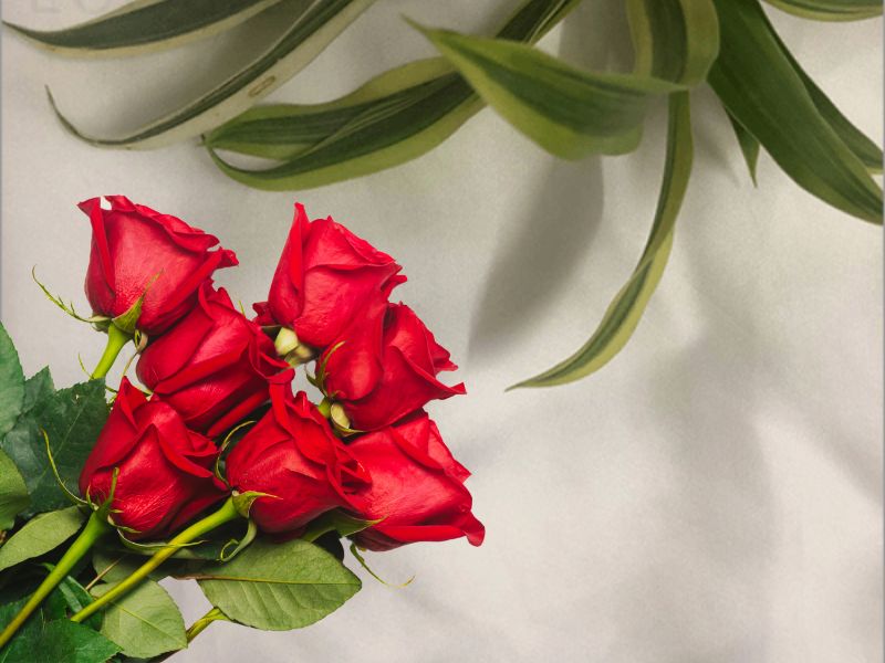 Vải hoa hồng có tác động như nào đến môi trường?