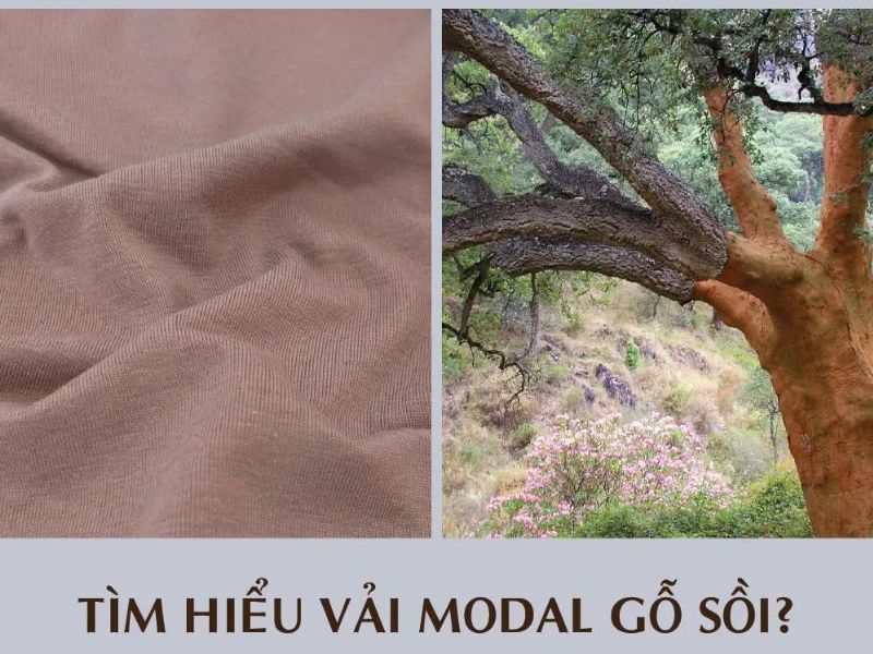 Vải Modal một loại vải may áo sơ mi xuất phát từ gỗ cây Sồi