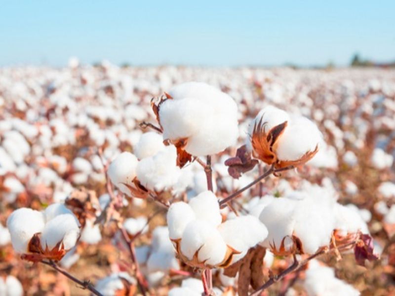 Cotton tái sinh là gì?