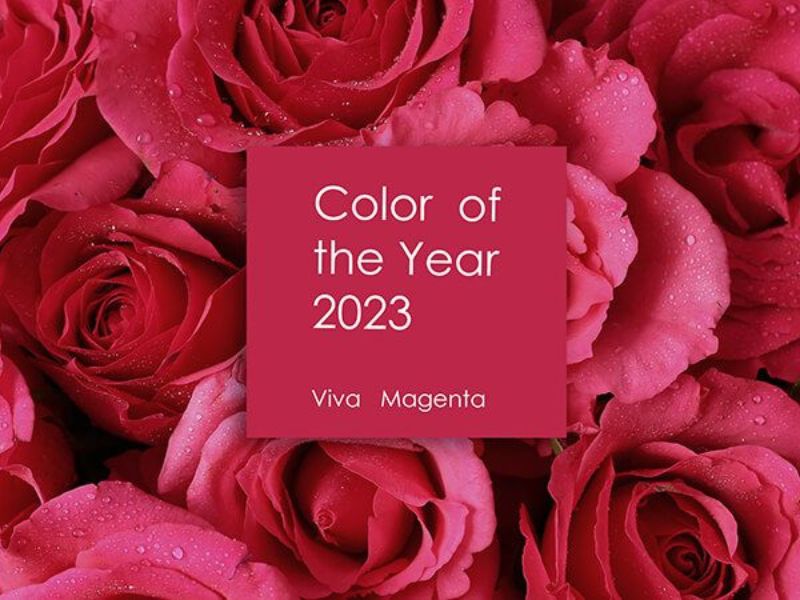Xu hướng bảng màu pantone năm 2023 - Magenta (Đỏ pha xanh lam)