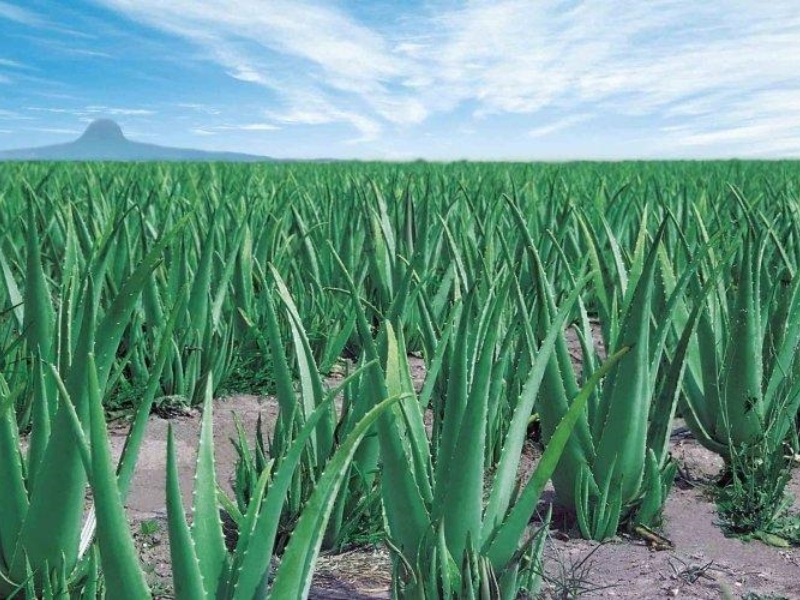 Aloe Vera Harvesting Process