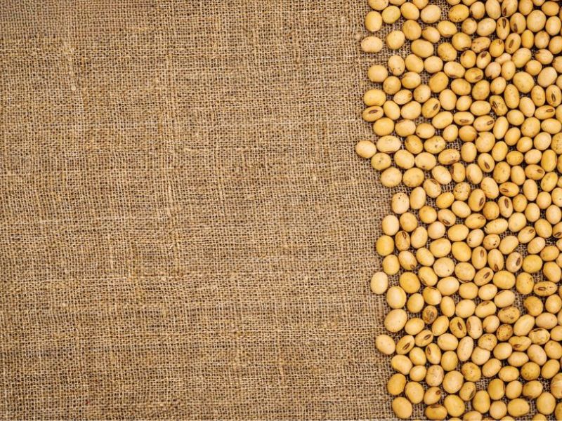 What Impact Does Soybean Fabric Have On The Environment?