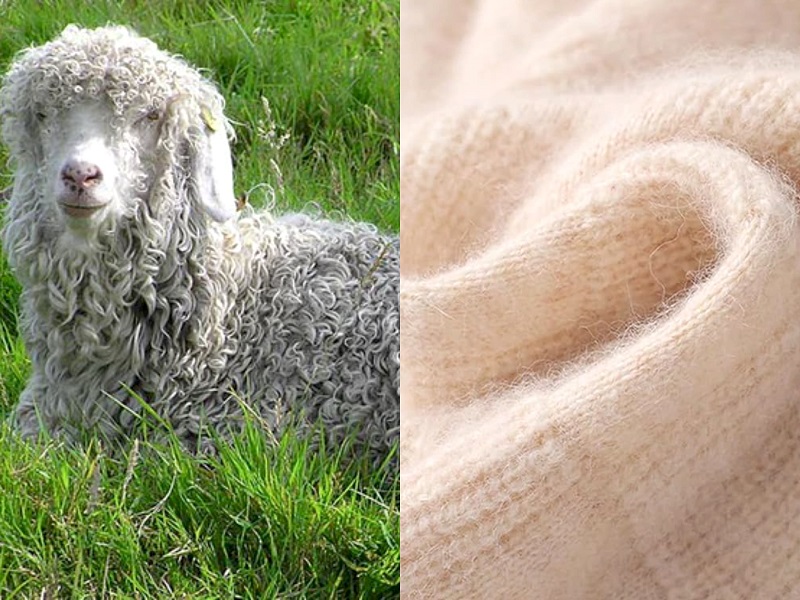 Mohair Fabric Is Made From The Fur Of Angora Goats.