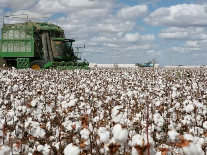 Cotton tái sinh là gì? Chất liệu Cotton tái sinh mang lại gì cho môi trường?