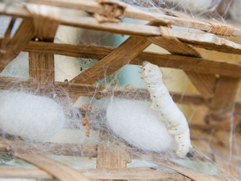 Vải lụa truyền thống được làm từ sợi lụa tơ tằm
